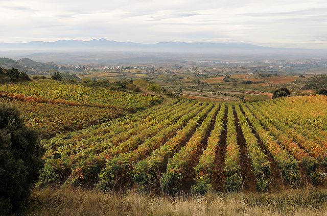 Labastida Rioja Alavesa harvest vendimia September 2014 Spain