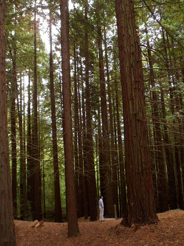 trees arboles bosque forest cantabria redwood