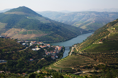 vines vineyards wineries Douro Portugal Valley