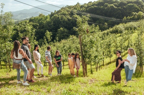 Basque Apple Orchard grown for Cider Production